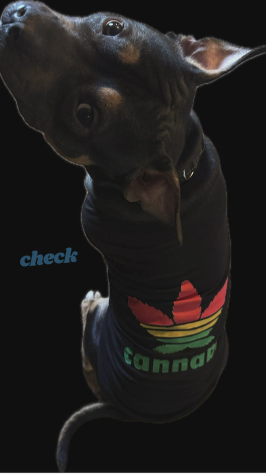 W&H Pet Tanks/Shirts